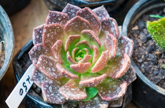 Succulent  Echeveria Black Prince 