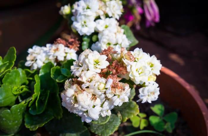 African Violets