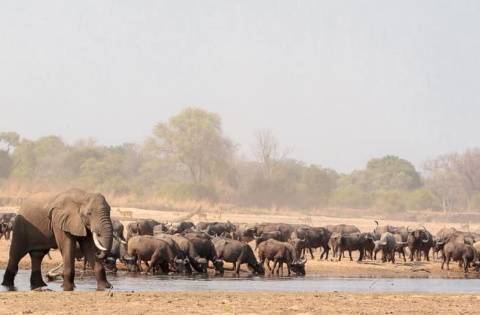 South Luangwa Safari Package