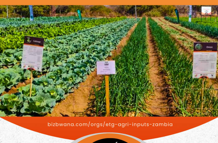 Maximize your harvests with top-quality seeds from ETG Agri Inputs Zambia image