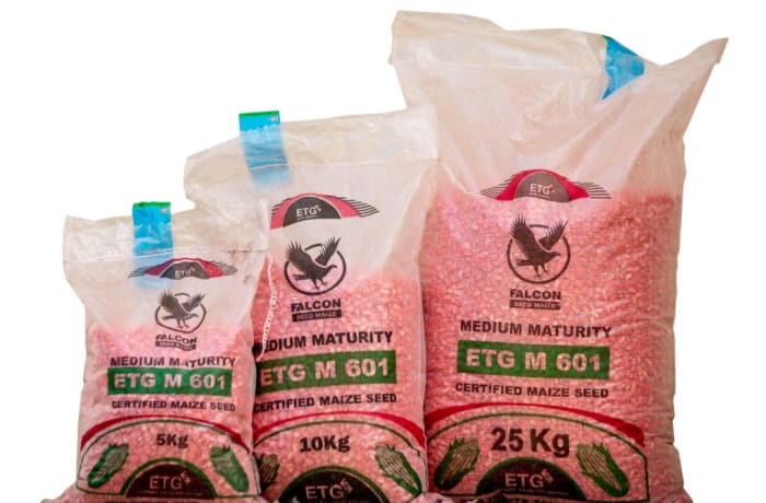 Etg M601 Hybrid Maize Seeds - Medium Maturity 