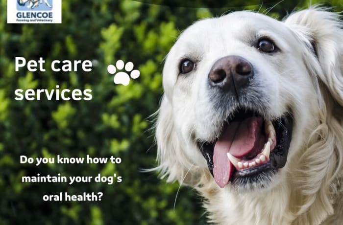 Loving, dependable and affordable pet care services image