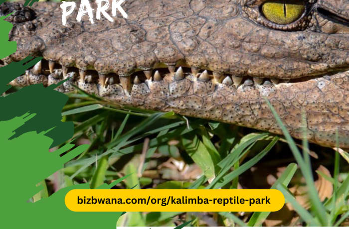 Encounter Remarkable Reptiles at Kalimba Reptile Park At Kalimba Reptile Park image