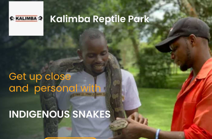 Well displayed information about the reptiles image