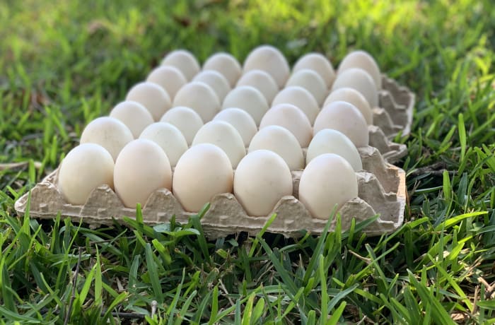 30 Duck Eggs