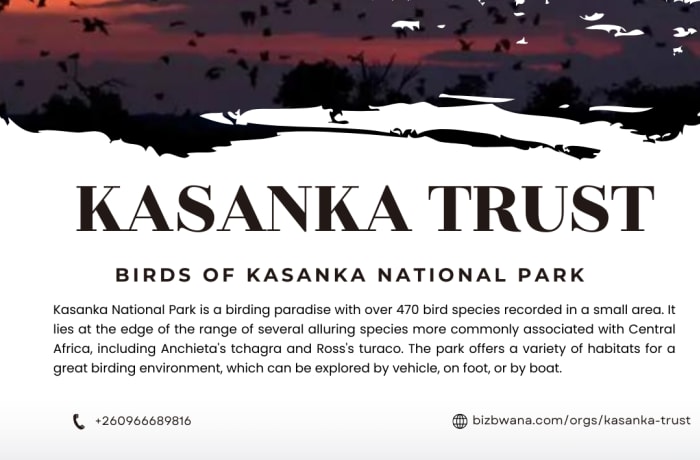 The list of birds seen in Kasanka now stands at 478 species image