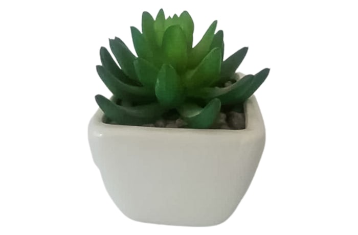 Short Green Succulent in Square Pot