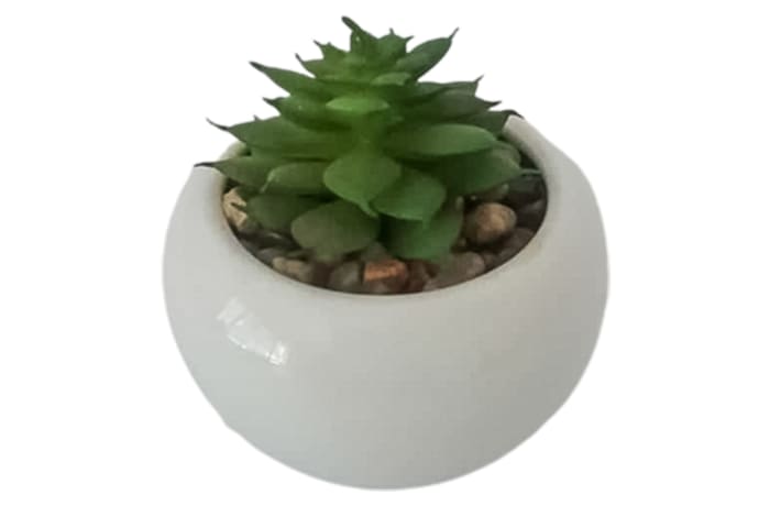 Bushy Green Succulent in round White Pot