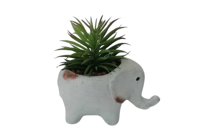 Succulent in Cement Elephant  - 13x12cm