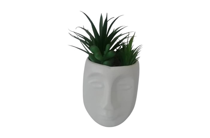 Succulent in Head Pot  - 9x18xm