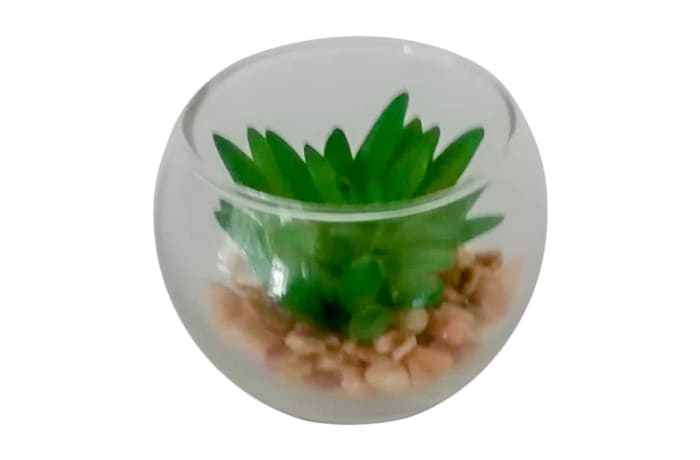 Succulent in Small round Glass 