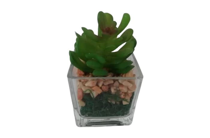 Succulent in Square Glass  - 5.5x5cm