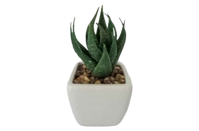 Succulent in Square Pot