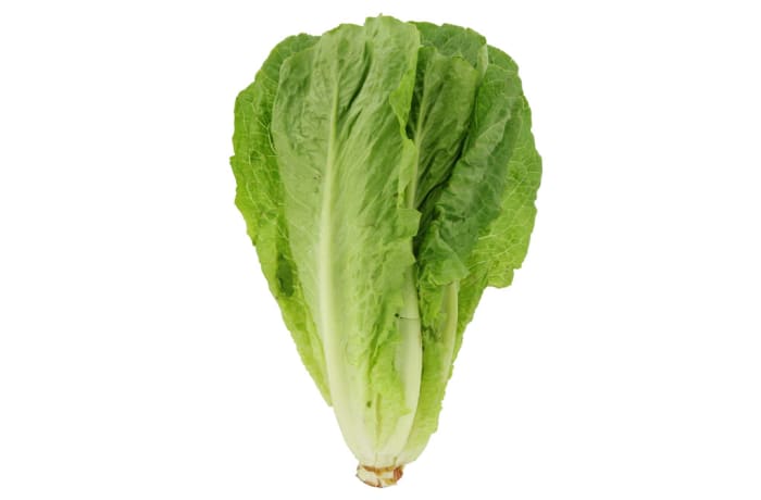 Lettuce  Romaine Salad Greens