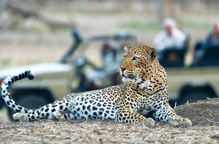 Safaris image