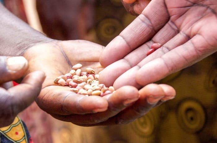 Legume seed production with small-scale farmers image