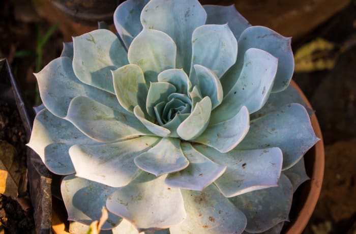 Succulent  Echeveria Elegans  Mexican Snowball image