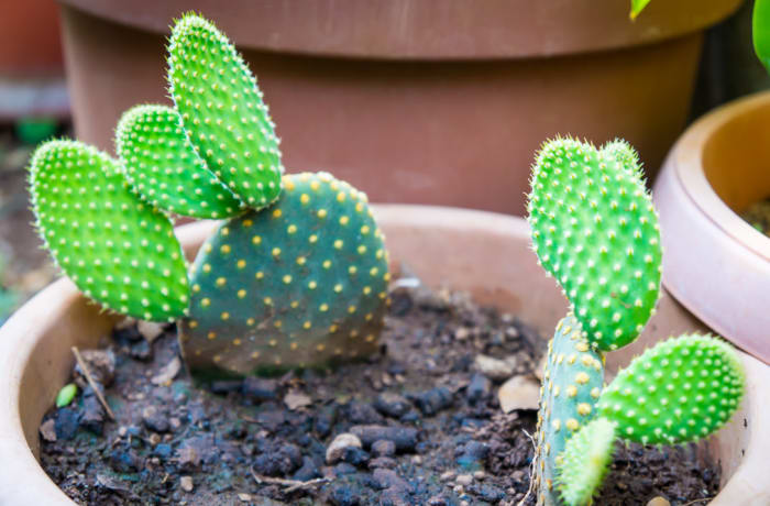 Cactus  Opuntia Microdasys  Bunny Ears image