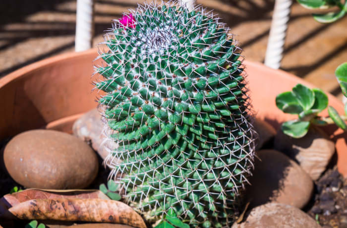 Cactus Echinocactus Grusonii Golden Ball Cacti  image