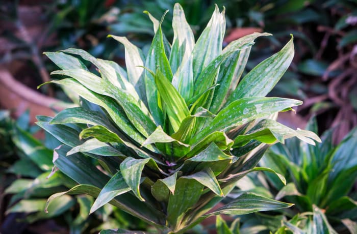 Plant Indoor & Outdoor Asparagaceae Dracaena  image