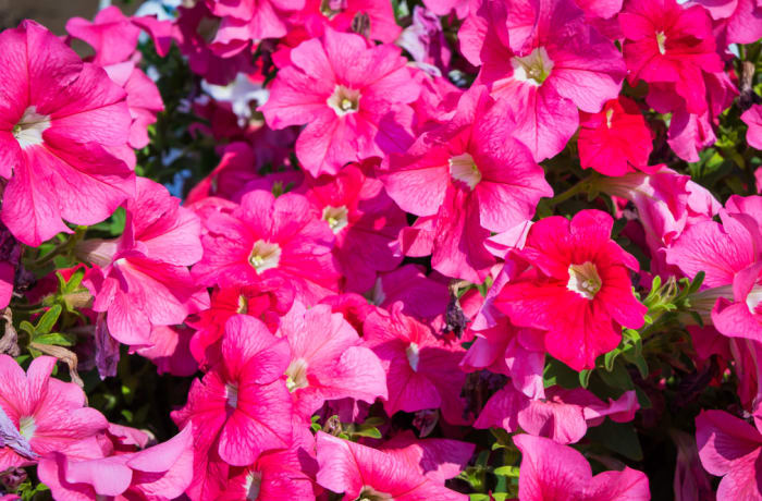 Flowers Decorative Garden Plants Petunias  image