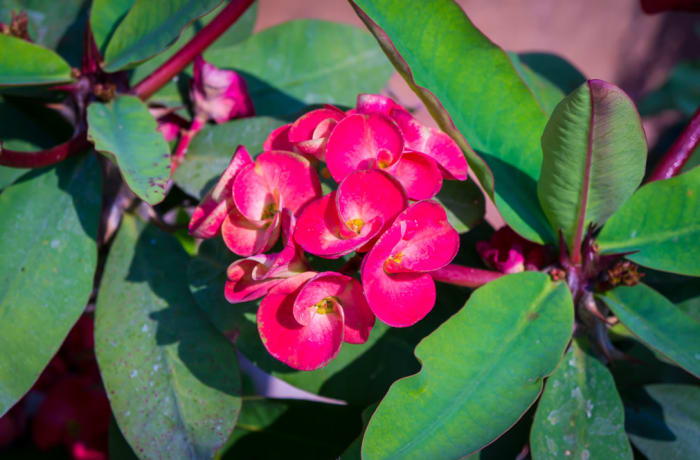 Succulent  Euphorbiaceae, Crown of Thorns, Christ Thorn image