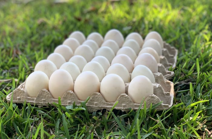 30 Duck Eggs image