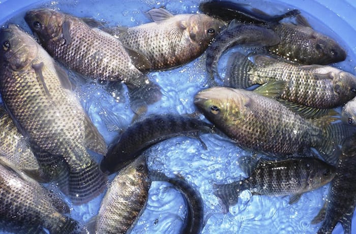 Fish farming - 1