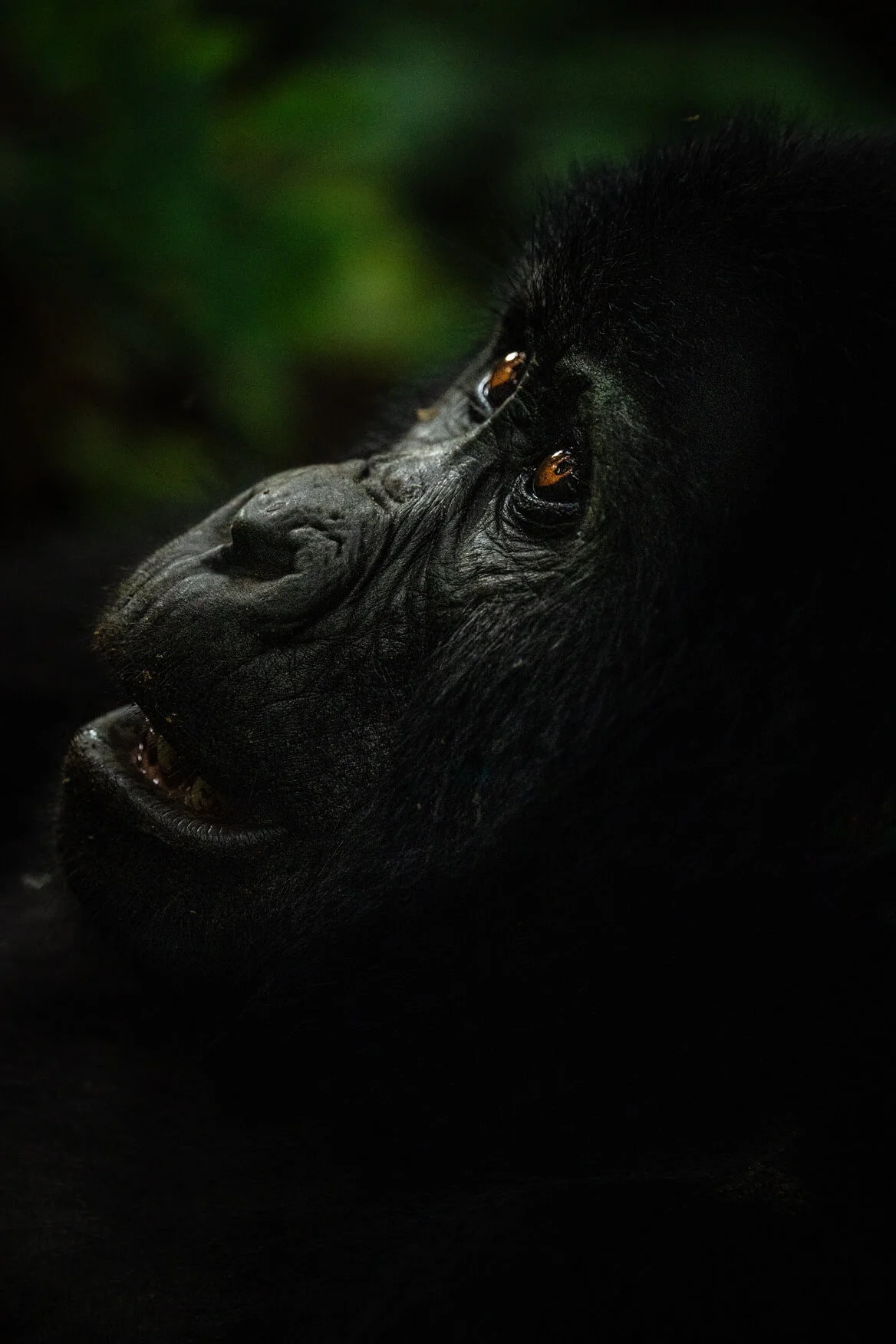 Safari en Uganda