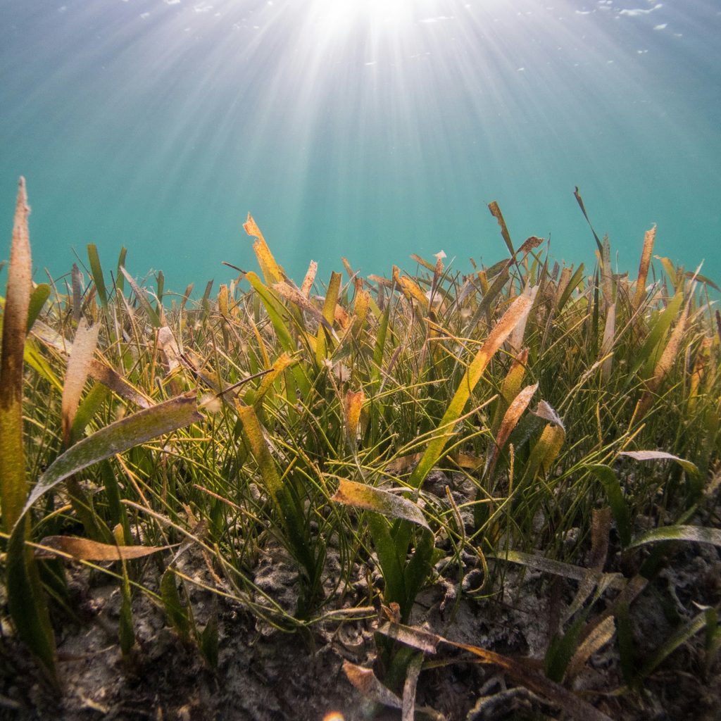 Seagrass meadow underwater with sunlight filtering through