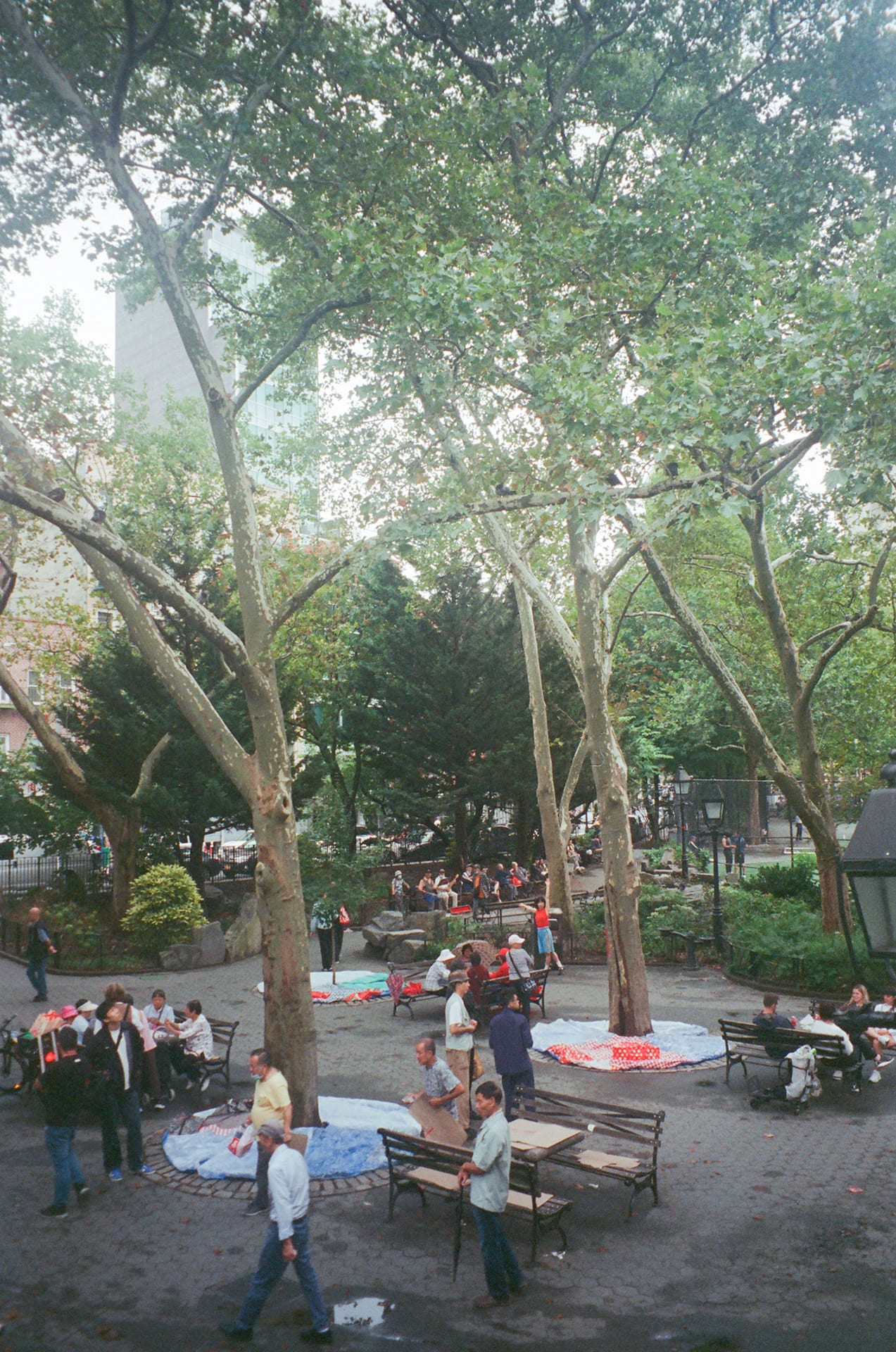 Columbus Park trees and SOFTGROUND installation