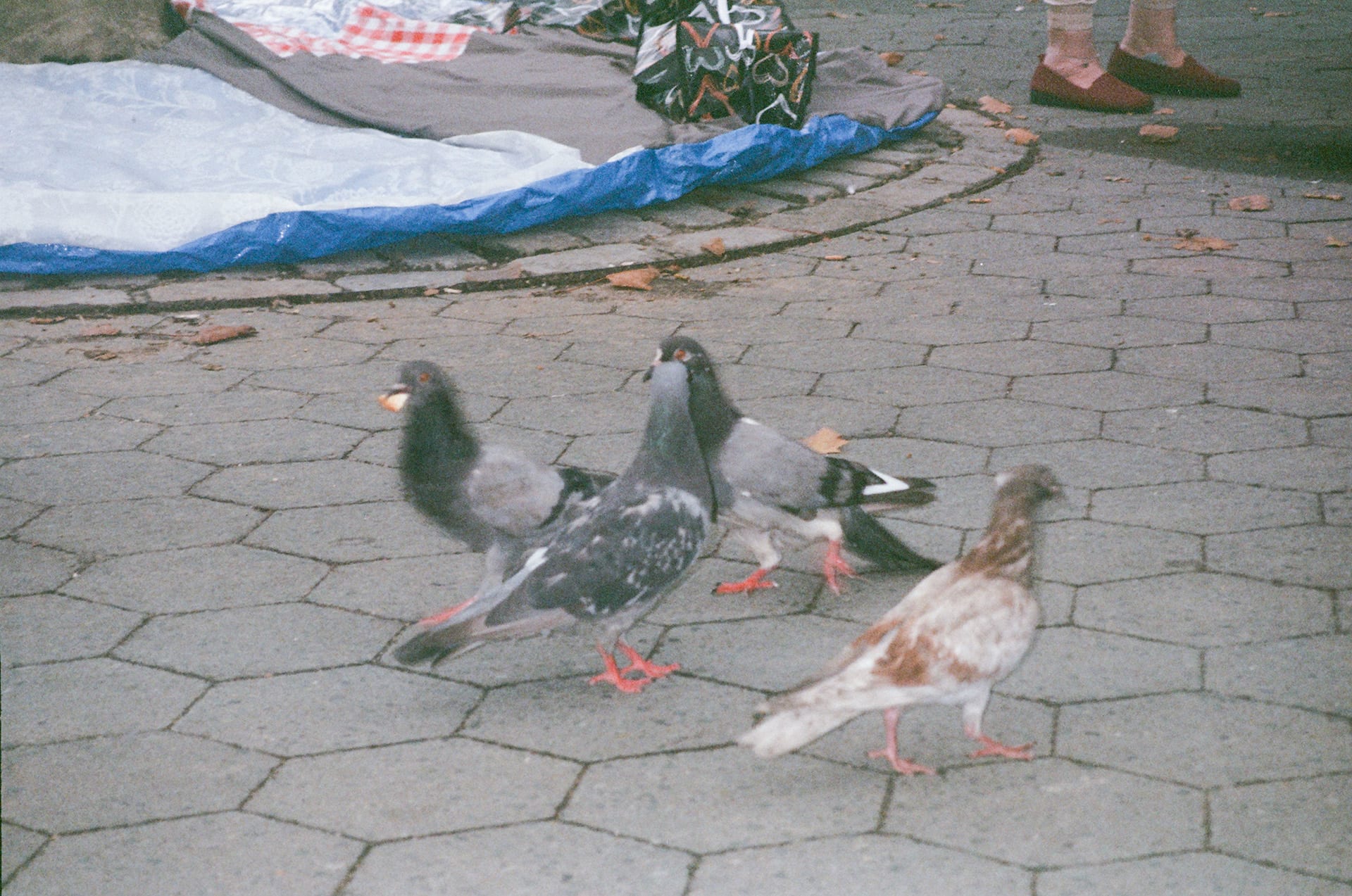 Pigeons walking beside fabric on park pavement
