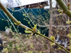 Народные приметы на 1 апреля: вкусняшки для домового и что ждет того, кто в этот день к шуткам отнесется всерьез