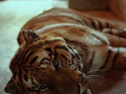 Опрос: Каждый второй тольяттинец против эксплуатации животных в цирках