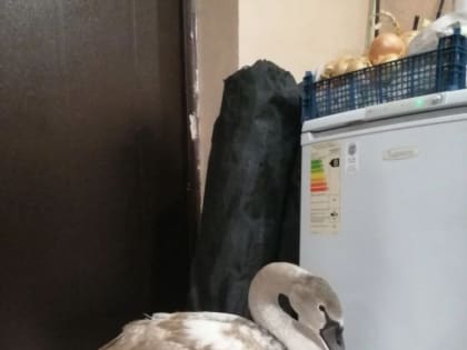 В Самарской области спасли лебедя