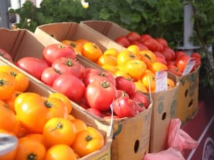 В Самаре откроют сельскохозяйственные ярмарки в формате «торговля с машин»