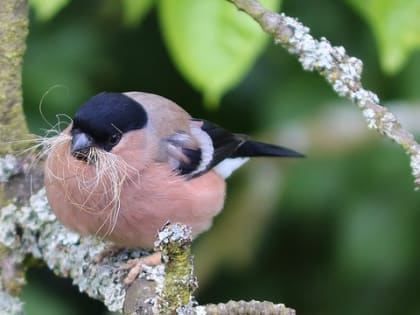 В Самарскую область 23 февраля 2023 года ожидаются сильные метели и северо-западный ветер