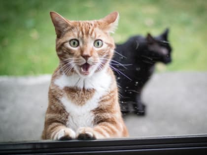 Глава Сызрани обратил внимание на проблему отлова бездомных животных