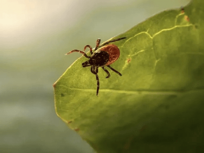 В Нижнем Новгороде больше 20 жителей пострадали от укусов клещей