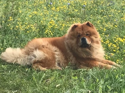 Утверждены дополнительные требования к содержанию домашних животных на территории Самарской области