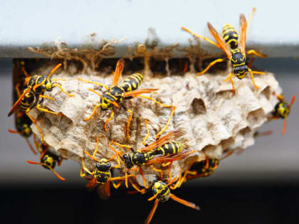 В Роспотребнадзоре рассказали, чем опасны осы
