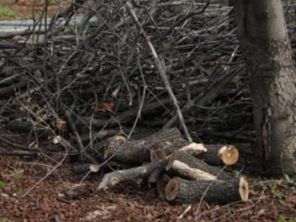 В Самарской области подорожают дрова