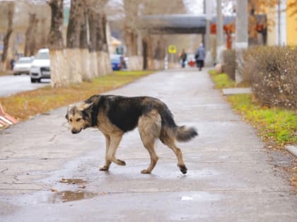 Квартира - не питомник для собак