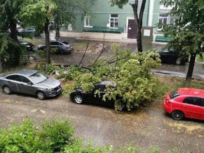 В Сызрани дерево рухнуло на иномарку с женщиной и ребенком