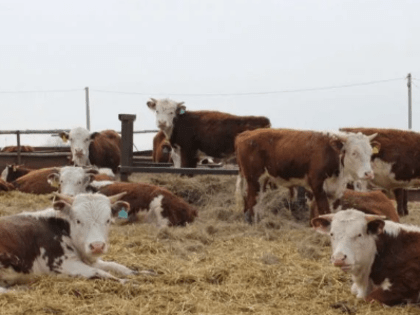 Агротуризм региона на высоте! Стартап агротуристического комплекса "Степное имение" стал победителем федеральной программы