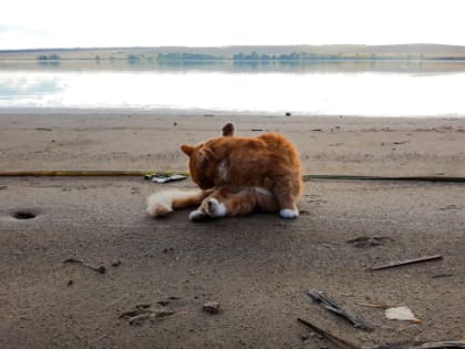 Причины ожирения у домашних кошек