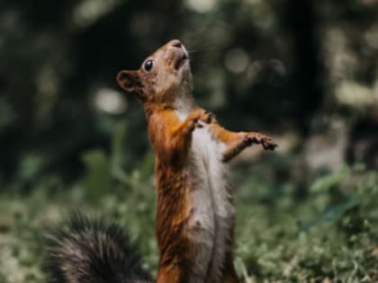 После первых симптомов - летальный исход неминуем: что делать и куда бежать, если укусило бешеное животное