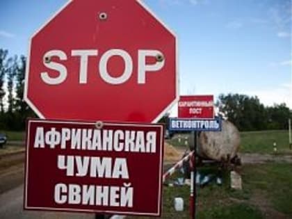 Африканская чума свиней