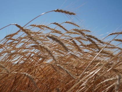 Хлеборобы региона рассчитывают собрать рекордный урожай зерновых