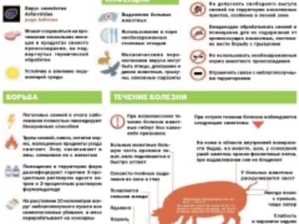 Африканская чума свиней: меры профилактики